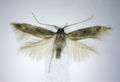 MysteryMoth.jpg