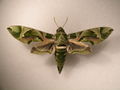 Daphnis nerii adult.JPG
