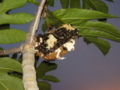 Scarabs on breadfruit.JPG