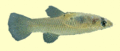 21 Mosquitofish.gif