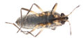 Velvety shore bug ventral.JPG