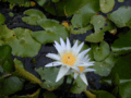 17 Water Lily.gif