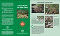 Cycad Scale on Sago Palm.JPG