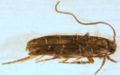 Microlep dorsal.JPG