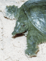 19 Chinese Soft-Shelled Turtle.gif