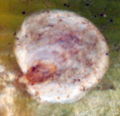 AM20061121 002B.JPG