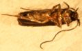 Microlep ventral.JPG