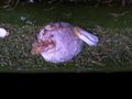 Aulaasp yasu 1.jpg