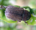 Chinese rose beetle on fadang.jpg
