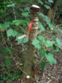 BeheadedCycad.jpg