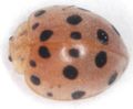 Epilachna dorsal.JPG