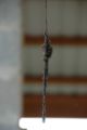 Flies on spiderweb 1.JPG