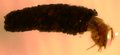 039T TRICHOPTERA.JPG
