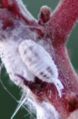 Mealybug closeup.JPG