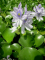 15 Water Hyacinth.gif