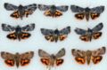 Vitex defoliator comparison.JPG
