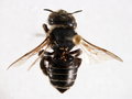Thumbnail for version as of 22:52, 9 February 2006