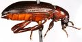 Borer side.jpg