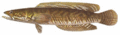 25 Striped Snakehead.gif
