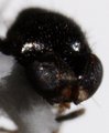Fly head.JPG