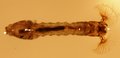 039T DIPTERA Simuliidae.JPG