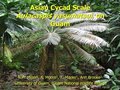 Asian Cycad Scale on Guam.JPG