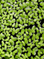 14 Duckweed.gif