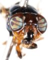 Soil fly head.JPG