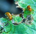Aulacophora similis adults plus damage.jpg