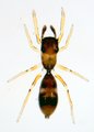 Ant mimicing spider1.JPG