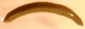 039T LEECH.JPG