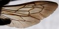 Megachile laticeps wing.JPG