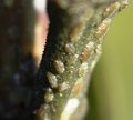 GreenScale2.JPG
