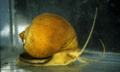 10 Apple Snail.gif