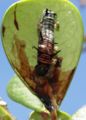 Ceratopogonid1.JPG