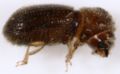 Bark beetle.JPG