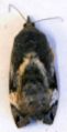 Vitex defoliator 1.JPG