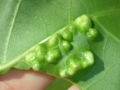 Galls.JPG