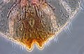 TremaScale ventral.JPG