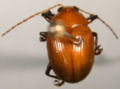 Phytorus dorsal.jpg