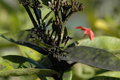 GreenScale1.JPG