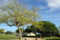 Treated tree and neighbor.JPG