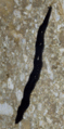 29 Flatworm.gif