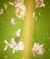 Beetle damage1.JPG