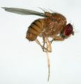 PIC fly.JPG