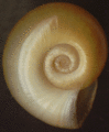 13 Rams Horn Snail.gif