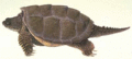 24 Snapping Turtle.gif