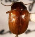Rhyparida dorsal.jpg