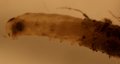 039T LEPIDOPTERA with case close-up.JPG