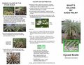 Hawaii Cycad scale Fact Sheet.JPG